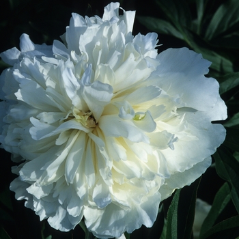 Paeonia lactiflora - Duchess de Nemours