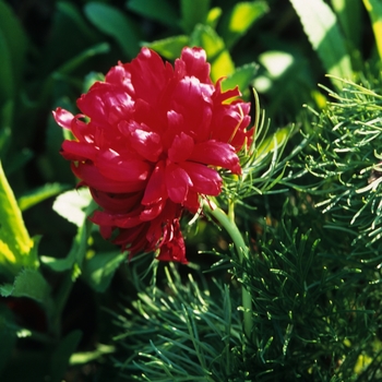 Paeonia tuenifolia - Rubra Flora Plena