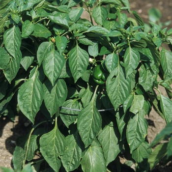 Capsicum annuum - 'Mandarin' Mandarin Pepper
