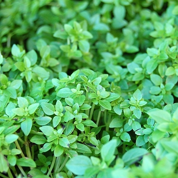 Basil - Boxwood 