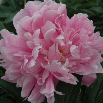 Paeonia lactiflora - Mons. Jules Elie Peony