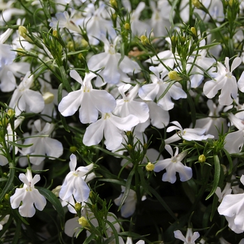 Lobelia erinus - Techno® White Lobelia