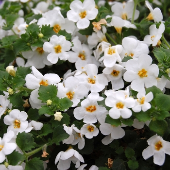 Bacopa - Calypso Jumbo White 