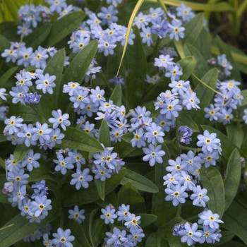 Myosotis Forget Me Not - Victoria Blue