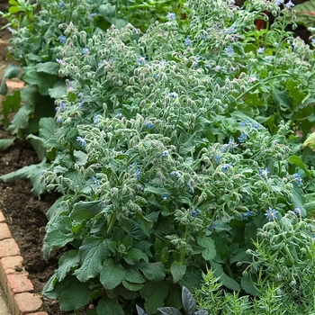 Borago officianalis - Borage, Blue