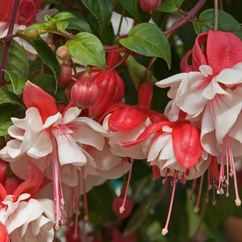 Fuchsia hybrid - Swingtime 