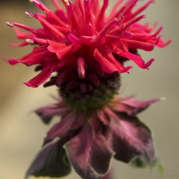 Monarda - Bee Balm - Fireball