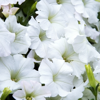 Petunia - Easy Wave - Easy Wave® White