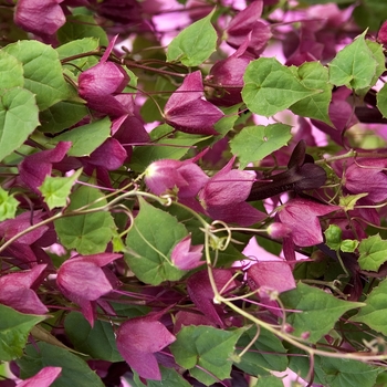 Rhodochiton atrosanguineum - Purple Rain - Purple Bell Vine 