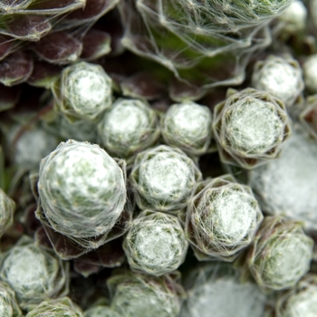 Sempervivum 'Cobweb' - Hens & Chicks