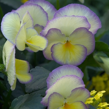 Viola cornuta - Etain