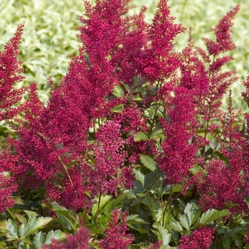 Astilbe japonica - Red Sentinal