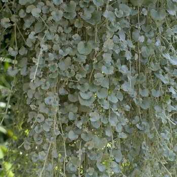 Dichondra - Silver Nickel 