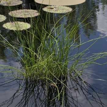 Juncus effusus - Twisted Arrows