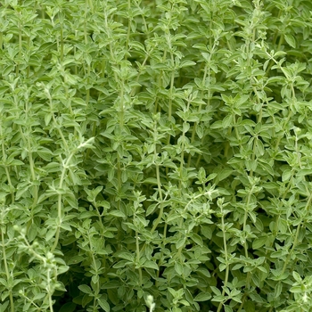 Marjoram - Sweet Marjoram