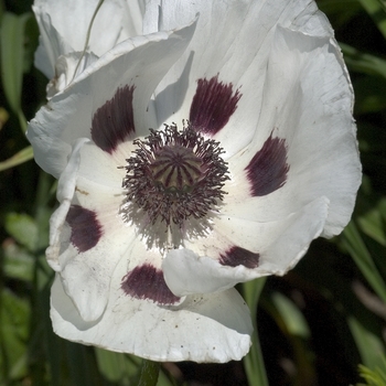 Papaver Poppy - Royal Wedding