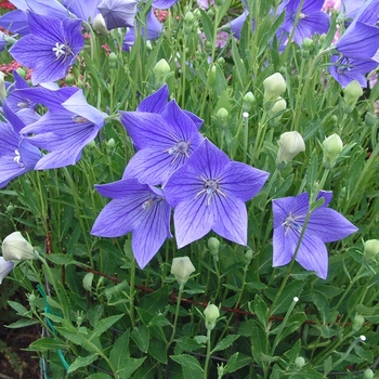 Platycodon Balloon Flower - Fuji Blue