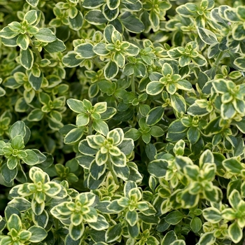 Thyme - Creeping - Golden