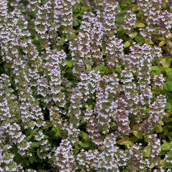 Thyme - Summer - French Thyme