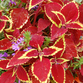 Coleus - Defiance