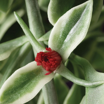 Dorotheanthus - Ice Plant - Mezoo™ Trailing Red