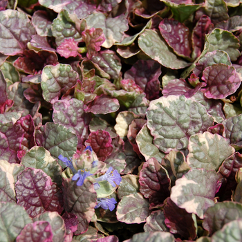 Ajuga Bugleweed - Burgundy Glow