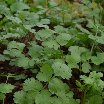 Cilantro - Santo 