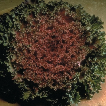 Flowering Kale - Nagoya 