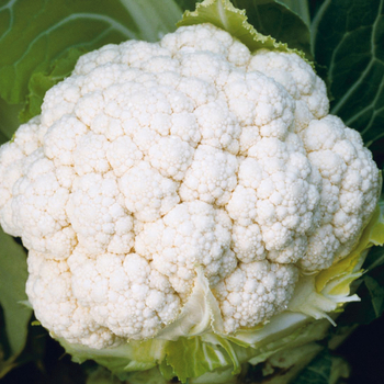 Cauliflower - Amazing