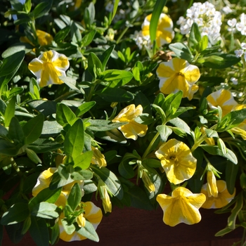 Calibrachoa - Superbells&reg; Lemon Slice