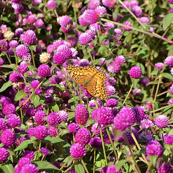 Gomphrena - Pinball Purple