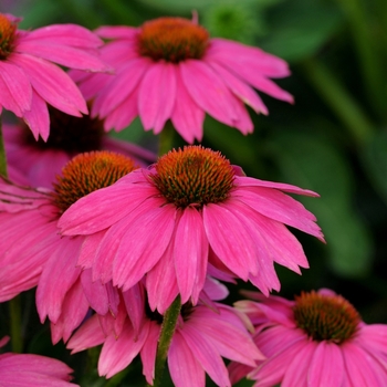 Echinacea - PowWow Wild Berry