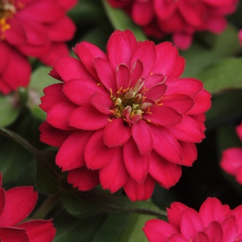 Zinnia - Zahara™ Double Cherry