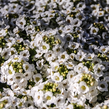 Alyssum Sweet - Snow Crystals®