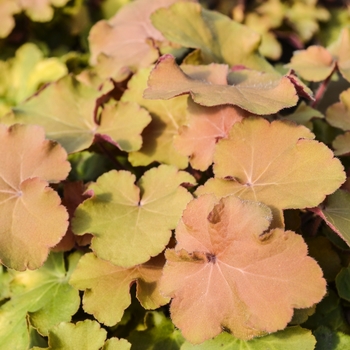 Heuchera - Coral Bells - Caramel