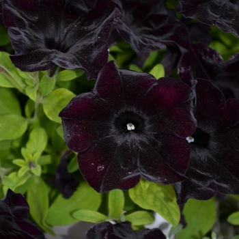 Petunia - Premium - Crazytunia Black Mamba