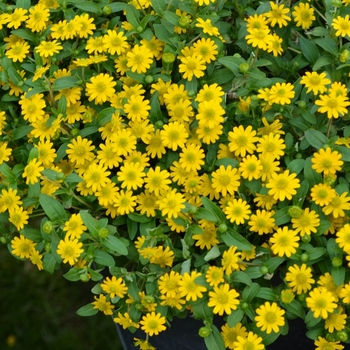 Sanvitalia procumbens - Sunvy Super Gold