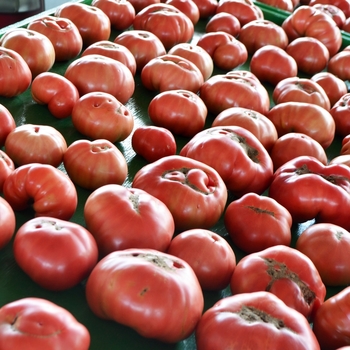 Tomato - Heirloom - German Johnson