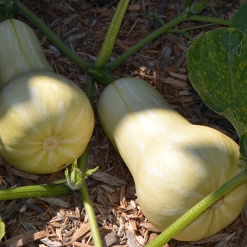 Squash - Winter - Waltham Butternut 