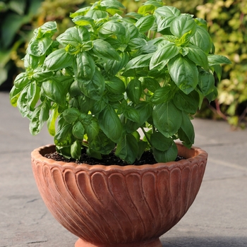 Basil - Dolce Fresca