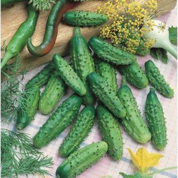 Cucumber - Pickling - Parisian Gherkin
