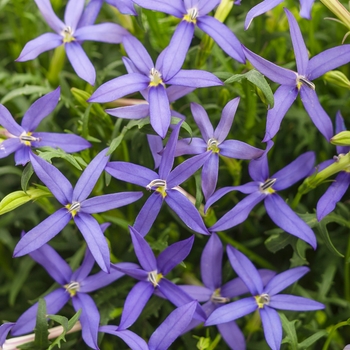 Isotoma axillaris - Beth's Blue®