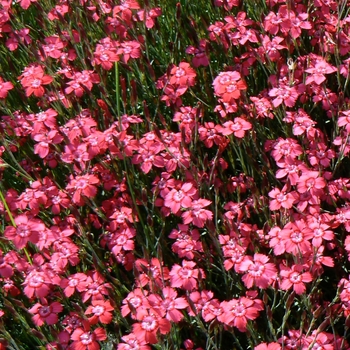 Dianthus deltoides - Brilliant Maiden Pinks
