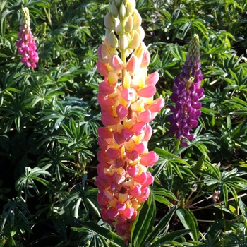 Lupine - Minarette Dwarf Mix