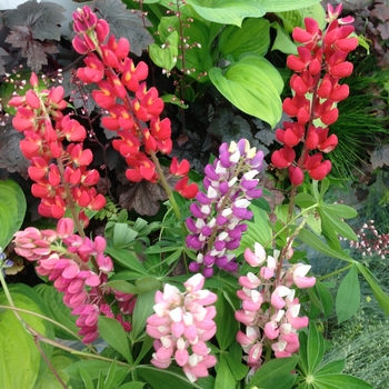 Lupine - Russell Mix