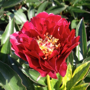 Paeonia hybrid - Raspberry Charm