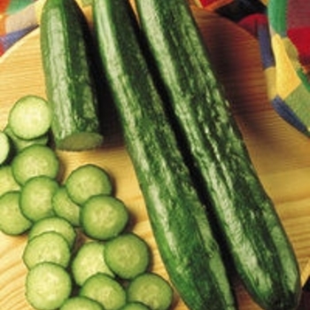 Cucumber - Burpless - Sweet Slice