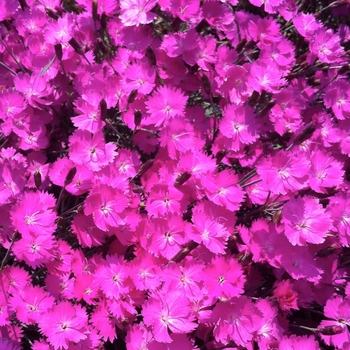 Dianthus - Fire Witch Cheddar Pinks