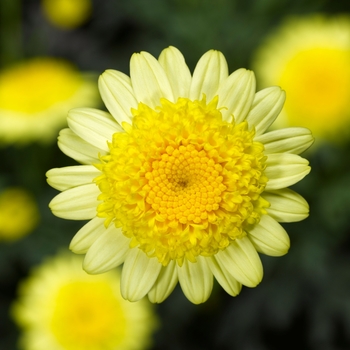 Argyranthemum - Sassy® Double Yellow