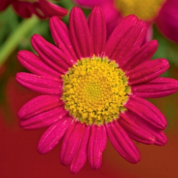 Argyranthemum - Sassy® Red